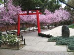 aAuburn Botanic Garden Japanese Garden Sakura Festival 2012 by Benedict Ernst