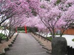 Auburn Botanic Garden Japanese Garden Sakura Festival 2012 by Benedict Ernst