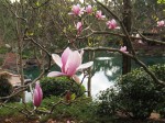 Auburn Botanic Garden Japanese Garden Sakura Festival 2012 by Benedict Ernst